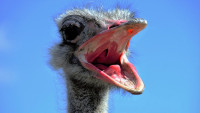 pštros the-ostrich-1658267 1280